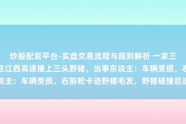 炒股配资平台-实盘交易流程与规则解析 一家三口开车回家过年，凌晨在江西高速撞上三头野猪，当事东谈主：车辆受损，右前轮卡进野猪毛发，野猪碰撞后逃离现场